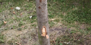У житомирському сквері на вулиці Лятошинського невідомий понівечив дерева