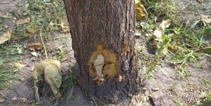 Знайшли вандала, який нівечив дерева у Житомирі