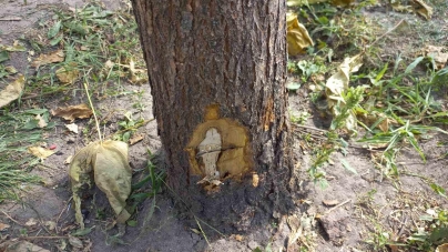 Знайшли вандала, який нівечив дерева у Житомирі