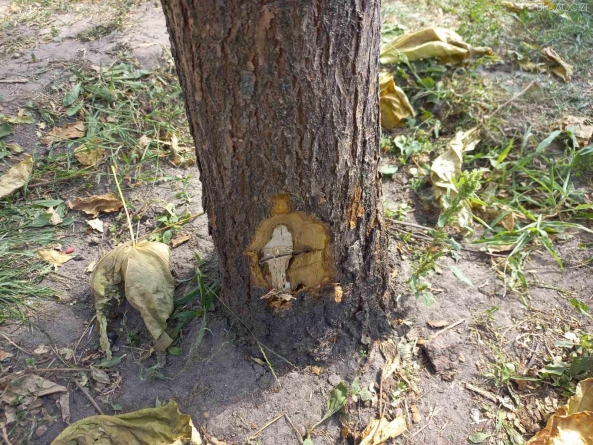 Житомирський вандал понівечив уже понад 100 дерев