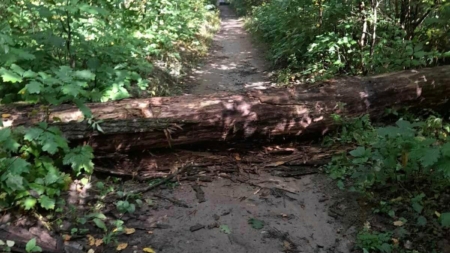 У парках Житомира через негоду впали 3 дерева
