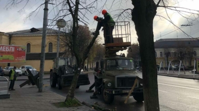 Біля міської ради Житомира зрізали старі липи (ФОТО)