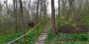 До житомирського Шодуарівського парку забіг великий дикий кабан