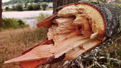 У Ємільчинській громаді чоловіка вбило зрубаним деревом