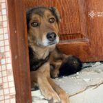 Руїни… Знищений житловий квартал на Житомирщині…