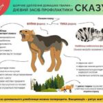 На Житомирщині зафіксували 21 випадок сказу від початку року
