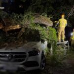 Вчора ввечері у Житомирі дерево впало на легковий автомобіль