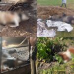 57 корів зникли з держпідприємства на Звягельщині