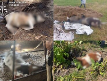 57 корів зникли з держпідприємства на Звягельщині