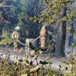 Упродовж минулої доби рятувальники Житомирщини ліквідували 7 пожеж сухої рослинності